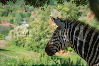 Close-up of Grevy zebra with lake behind