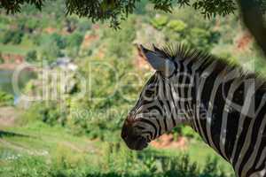 Close-up of Grevy zebra with lake behind