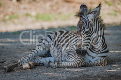 Baby Grevy zebra lying with raised head