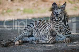 Baby Grevy zebra lying with raised head