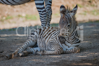 Baby Grevy zebra lying next to mother
