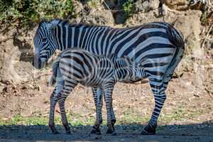 Baby Grevy zebra drinking milk from mother
