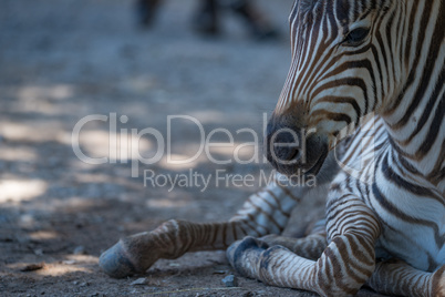Close-up of baby Grevy zebra lying down