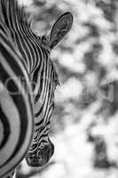 Mono Grevy zebra head close-up from behind