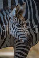 Close-up of Grevy zebra foal beside mother