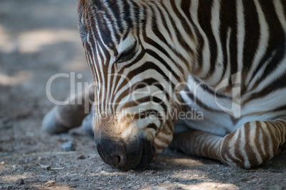 Close-up of Grevy zebra foal lying down