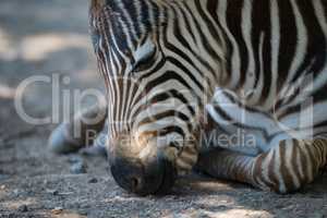 Close-up of Grevy zebra foal lying down