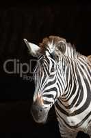 Close-up of Grevy zebra standing in sunlight