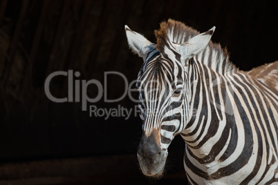 Close-up of Grevy zebra looking towards camera