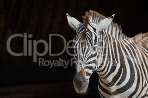 Close-up of Grevy zebra looking towards camera