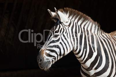 Close-up of Grevy zebra with head turned