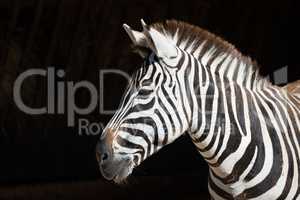 Close-up of Grevy zebra with head turned