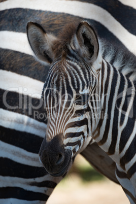 Close-up of Grevy zebra foal by mother