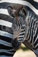 Close-up of Grevy zebra foal by mother