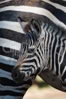 Close-up of Grevy zebra baby by mother