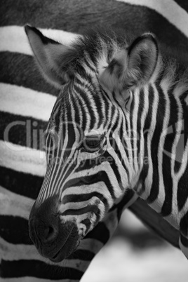 Mono Grevy zebra baby close-up beside mother