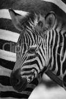 Mono Grevy zebra baby close-up beside mother