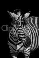 Mono close-up of Grevy zebra looking round