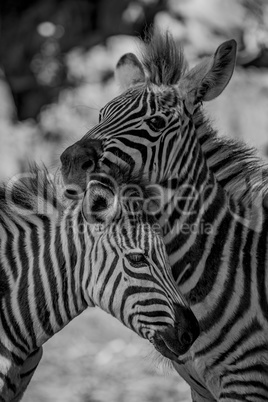 Mono close-up of Grevy zebra nuzzling another