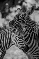 Mono close-up of Grevy zebra nuzzling another