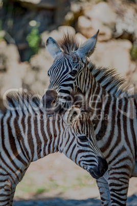 Close-up of Grevy zebra resting on another