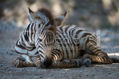 Grevy zebra foal lying in dappled sunlight