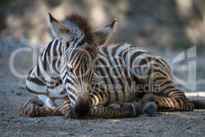 Grevy zebra foal lying in dappled sunlight