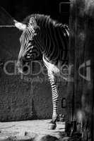Mono Grevy zebra standing in sunny barn