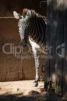Grevy zebra standing by sunny barn door