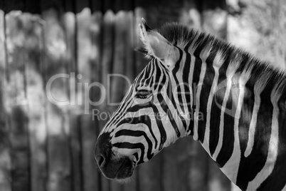 Mono close-up of Grevy zebra beside fence