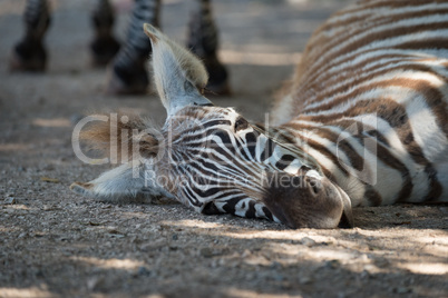 Close-up of Grevy zebra foal on ground