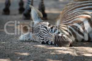 Close-up of Grevy zebra foal on ground