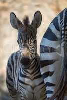 Close-up of Grevy zebra foal in shadow