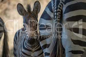 Close-up of Grevy zebra foal in shadows