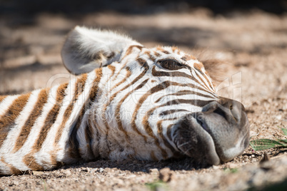 Close-up of baby Grevy zebra on ground