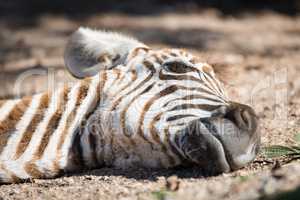 Close-up of baby Grevy zebra on ground