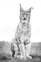 Mono lynx in grass looking at camera