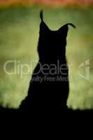Silhouette of lynx with sunny grass behind