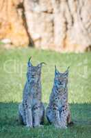 Two lynx on grass with cliff behind