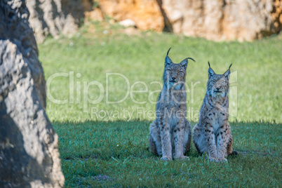 Two lynx side-by-side with sunny grass behind