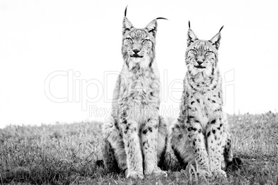 Two lynx sitting on grass in mono