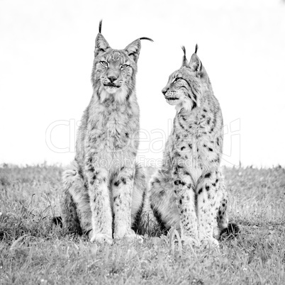 Two lynx sit on grass in mono