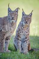 Two lynx sit leaning into the frame