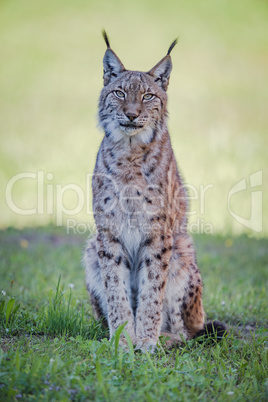 Lynx sits on grass looking at camera