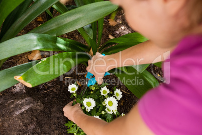 Cropped image of woman cutting flowering plant with pruning shears