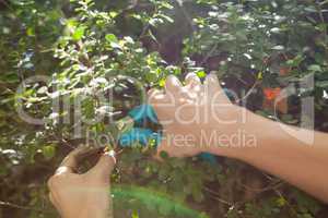 Cropped hands of woman cutting plants with pruning shears