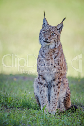 Lynx sits on shady grass looking up