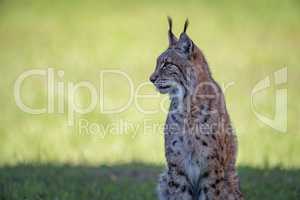 Lynx sits on shady grass looking left