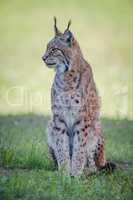 Lynx sits on shady grass looking sideways
