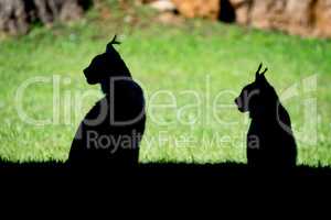 Silhouette of two lynx sitting in profile
